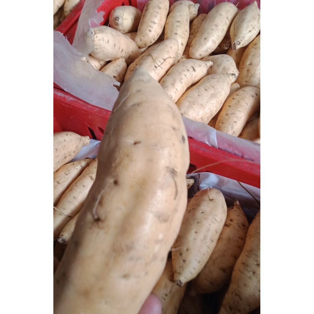 ubi madu Cilembu silegit spek ab super 3-6 perbiji per 1kg