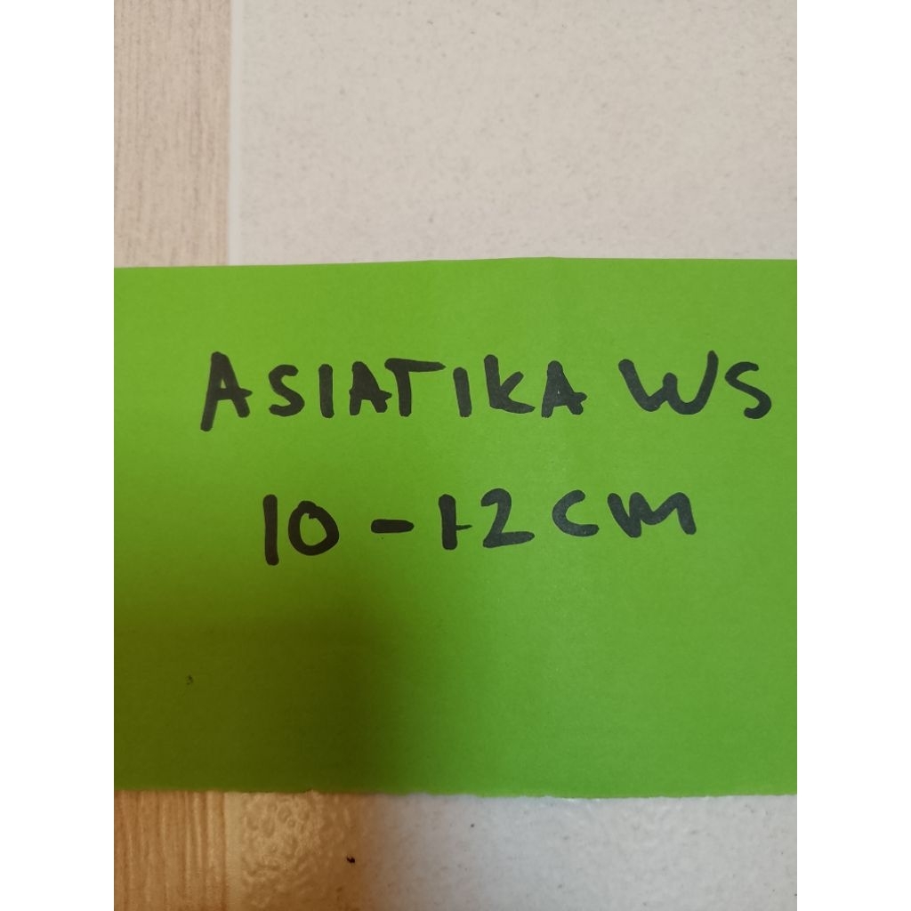 pekingan kardus ikan asiatica ws 10-12cm