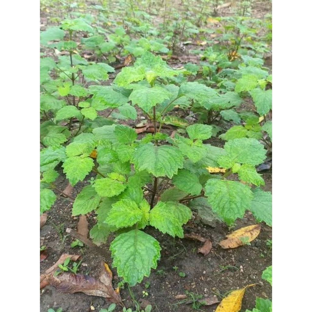 Daun Nilam Kering Berat 1 Kg. Khusus Daun.