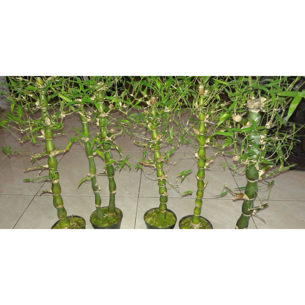 bambu nangin bambu tasbih