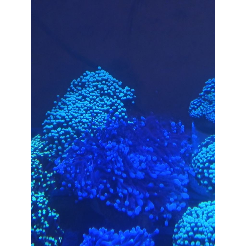 Karang anemon