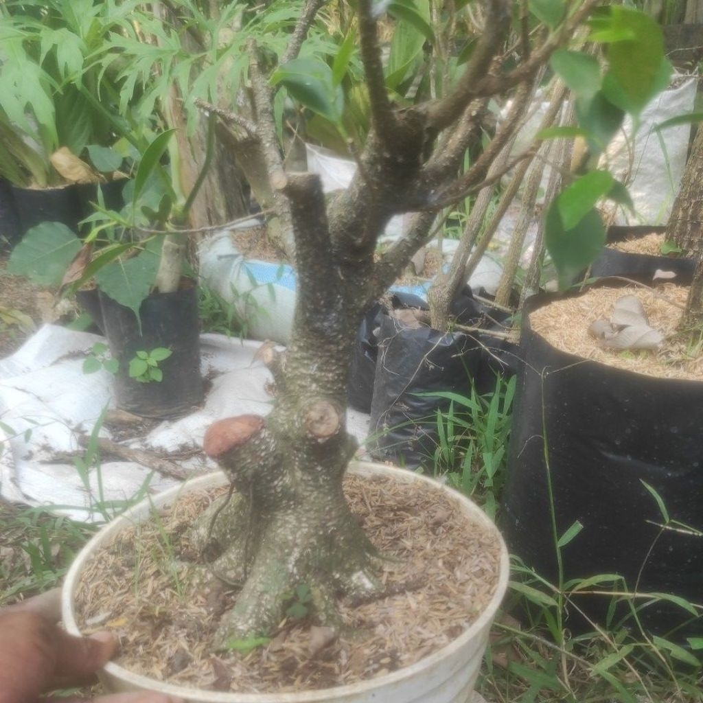 prokar kimeng