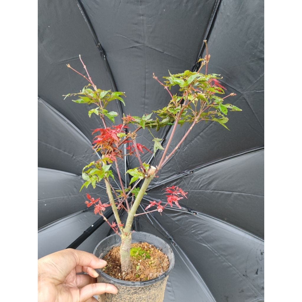 Pohon Red Maple Japanese/ Bahan Bonsai Maple Deshojo