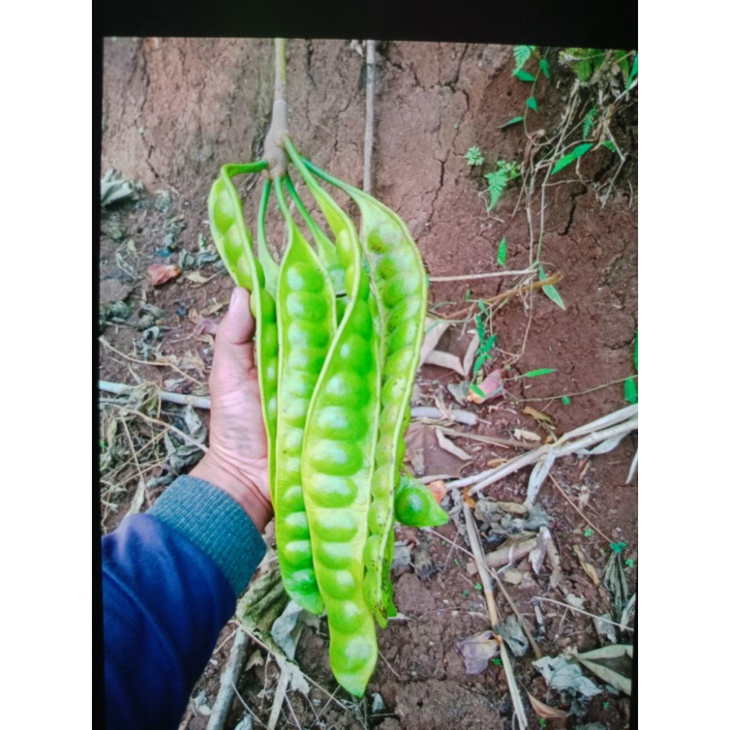Petai tua super