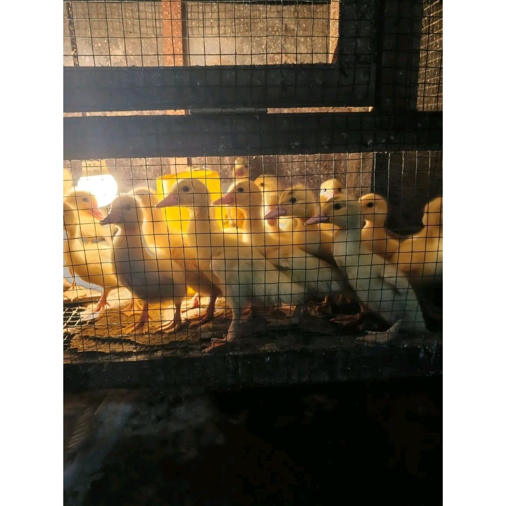 Anakan Entok Jumbo Leher panjang Original