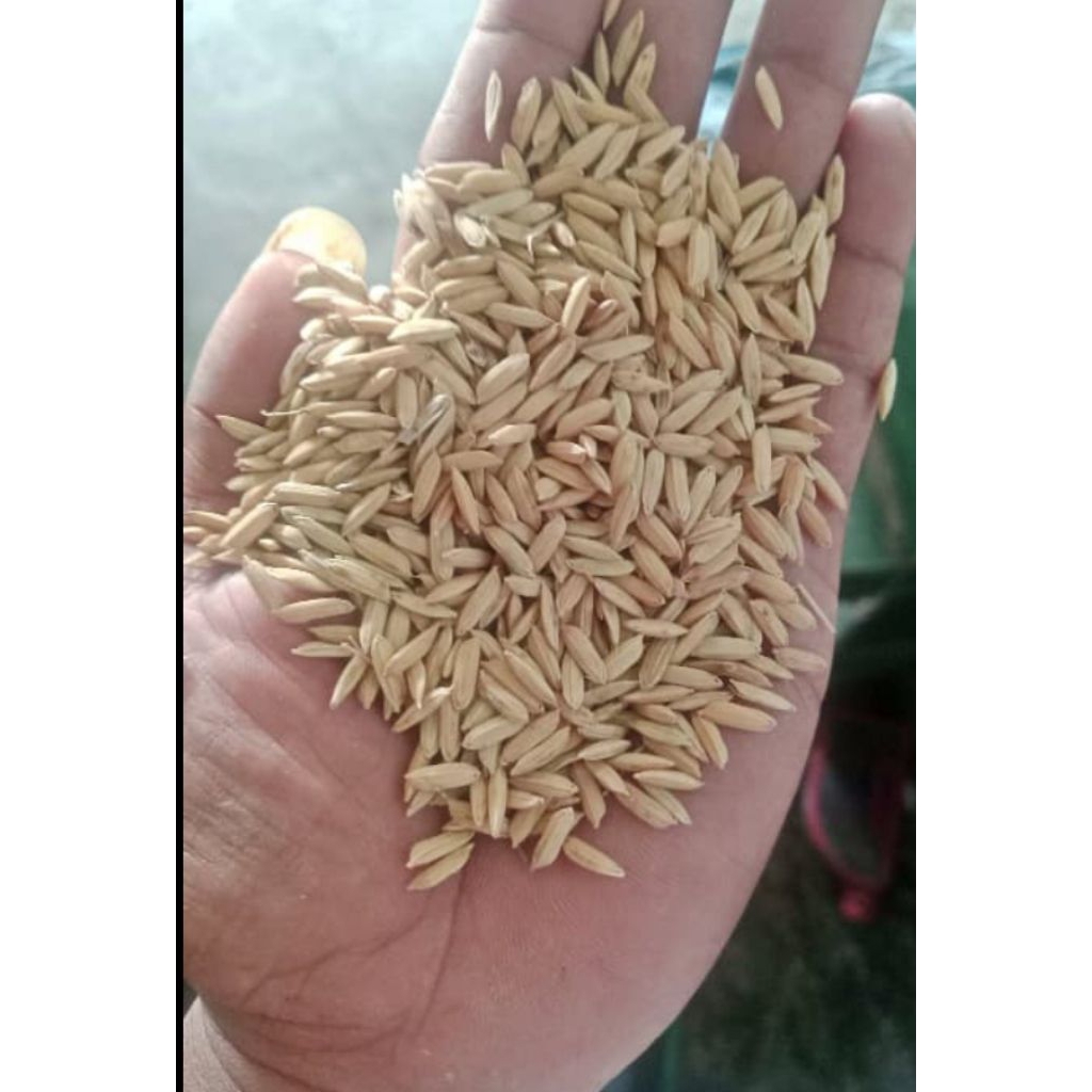 Bibit padi gabah Inpari 32 Ciherang benih padi