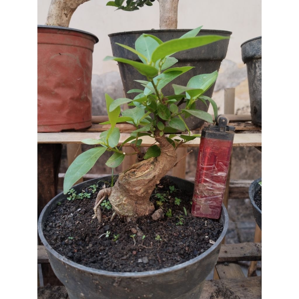 Bonsai Beringin Iprik