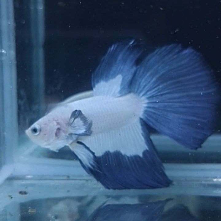 Ikan Cupang Halfmoon Blue Rim Jantan Real Pict Sehat Sirip Lebar