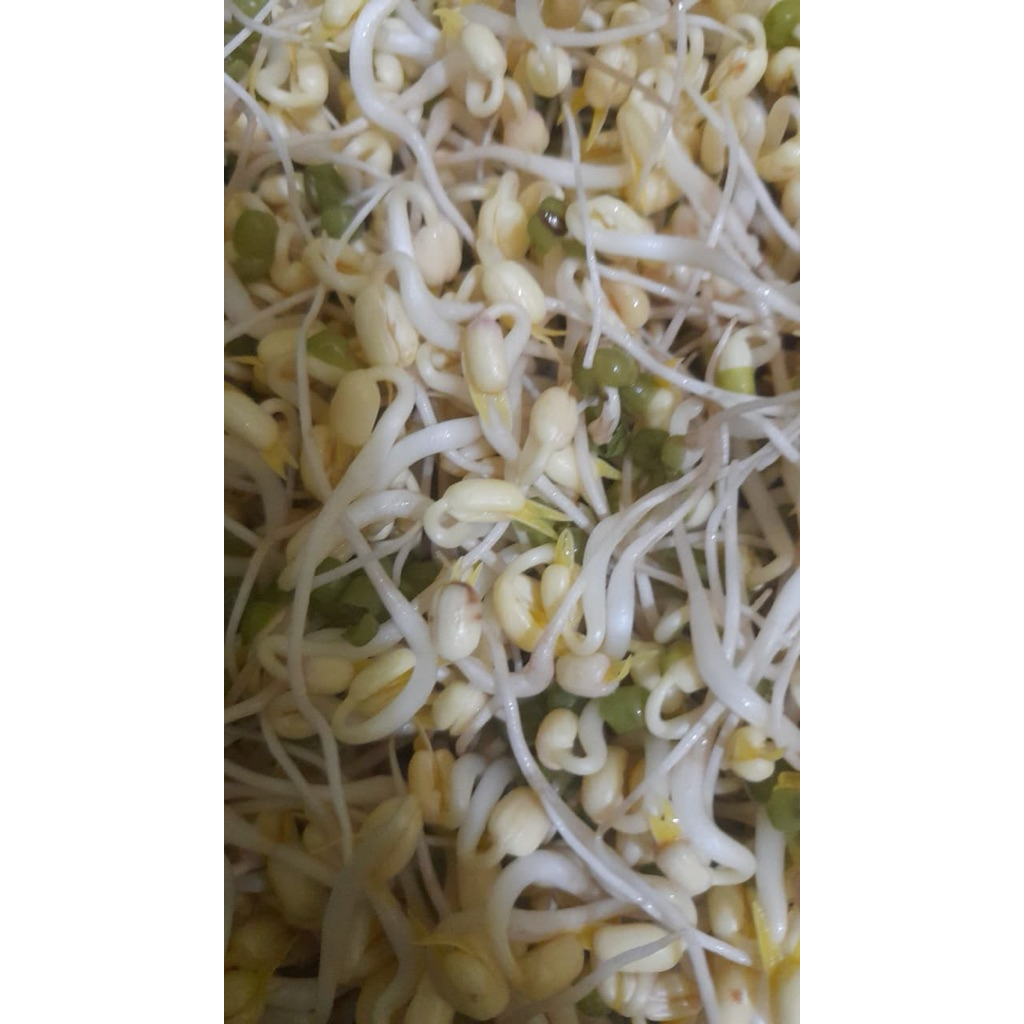 Vitamin Nutrisi Tauge F1