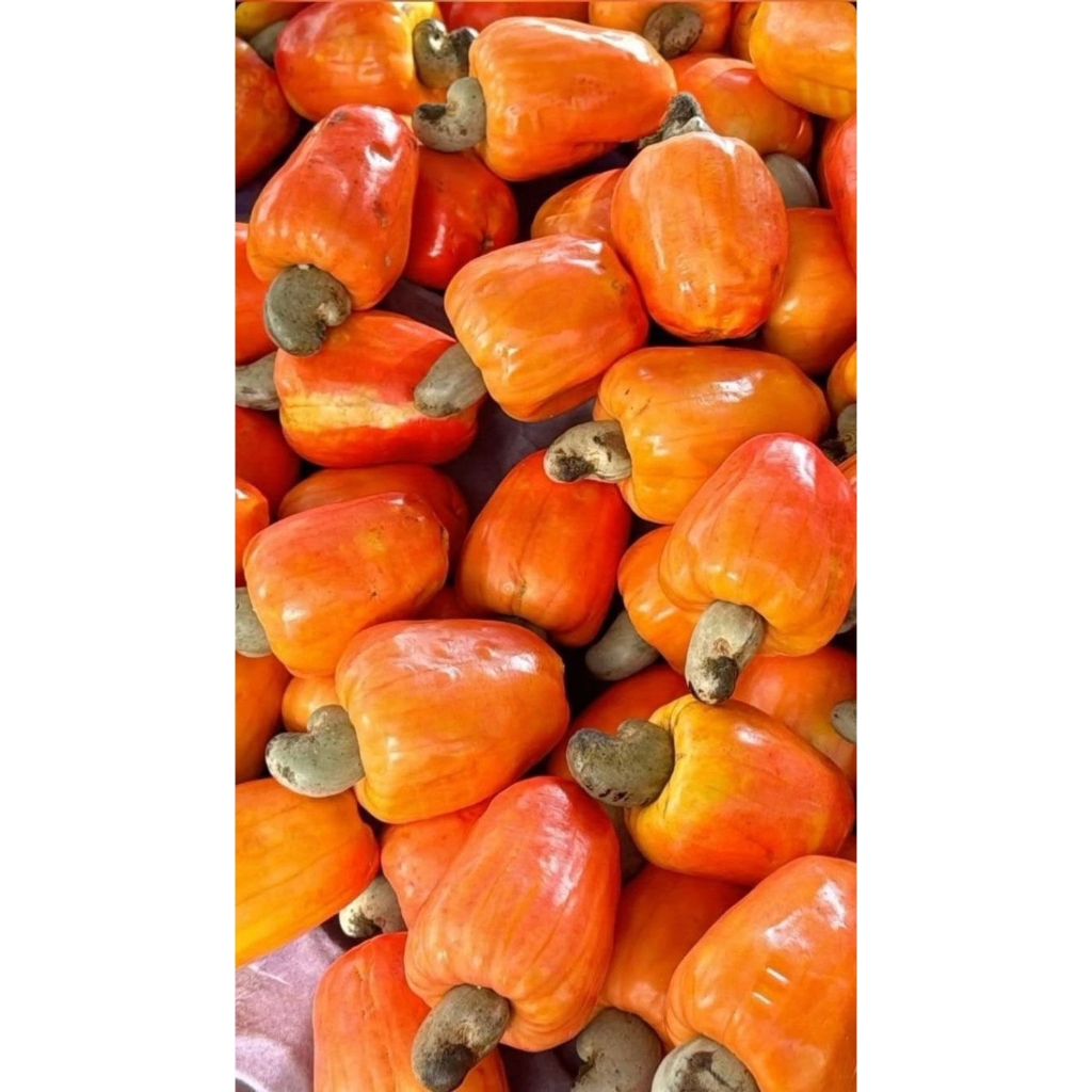 Jambu mete/jambu monyet 1kg