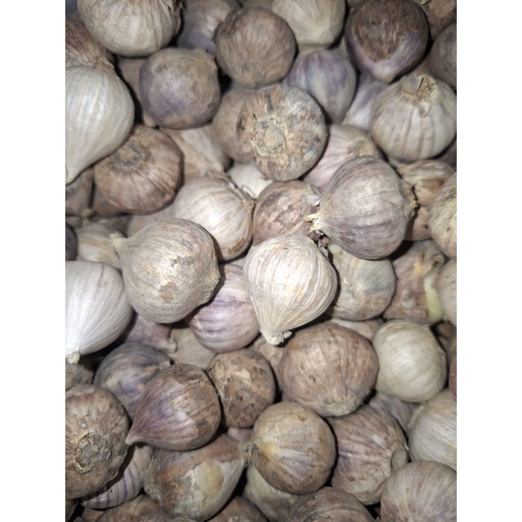 BAWANG TUNGGAL / BAWANG LANANG/ BAWANG PUTIH LANANG 1kg