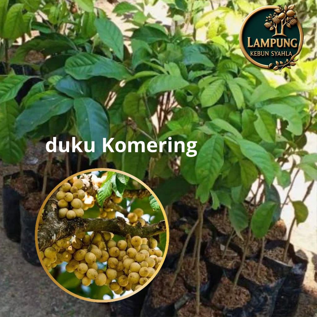 Bibit duku Komering/ duku Palembang hasil okulasian cepat berbuah