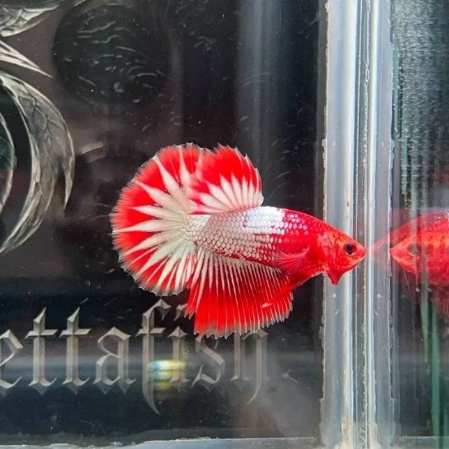 HIASAN AQUASCAPE HM FCCP