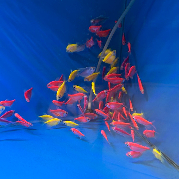 Ikan Hias Glowfish Tetra Size S
