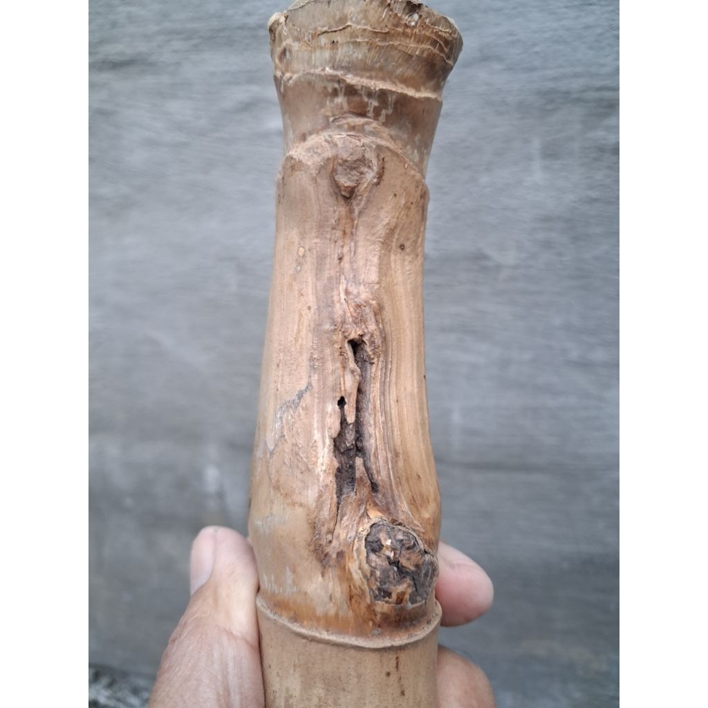 BAMBU UNIK PETUK JALU TUNAS (14 CM) ISTIMEWA