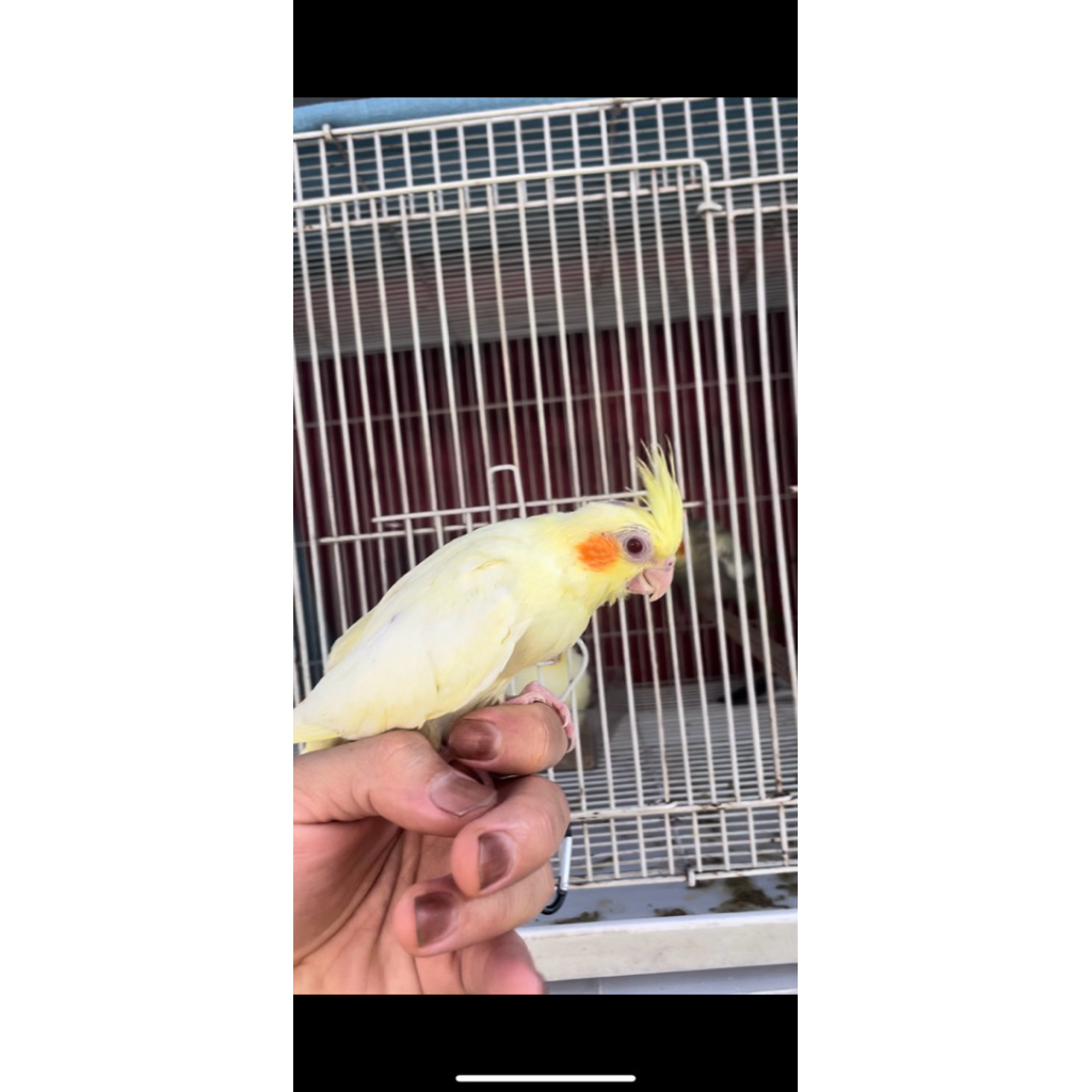 Burung cockatiel Falk Lutino MM