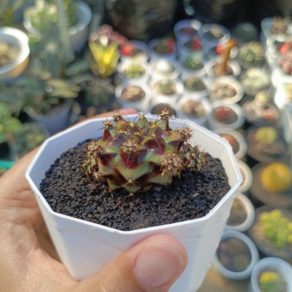 Kaktus Gymnocalycium