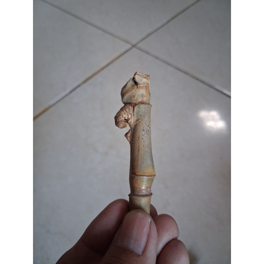 BAMBU UNIK PETUK JALU (8 CM) ISTIMEWA