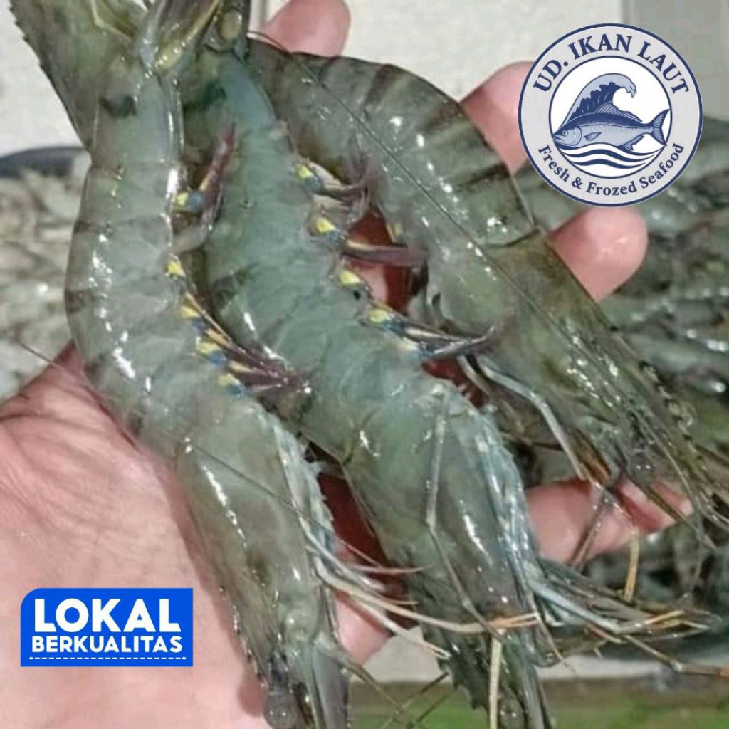 Udang Tiger/Windu/Pacet