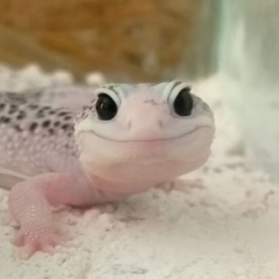 Mainan Anak - RANDOM Leopard Gecko Baby