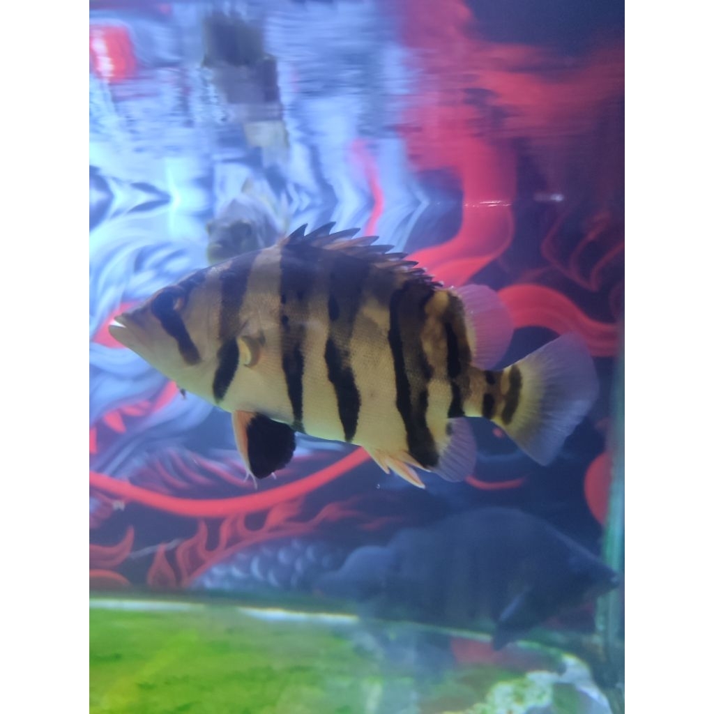 Ikan Hias Datz 4 Bar CNCB