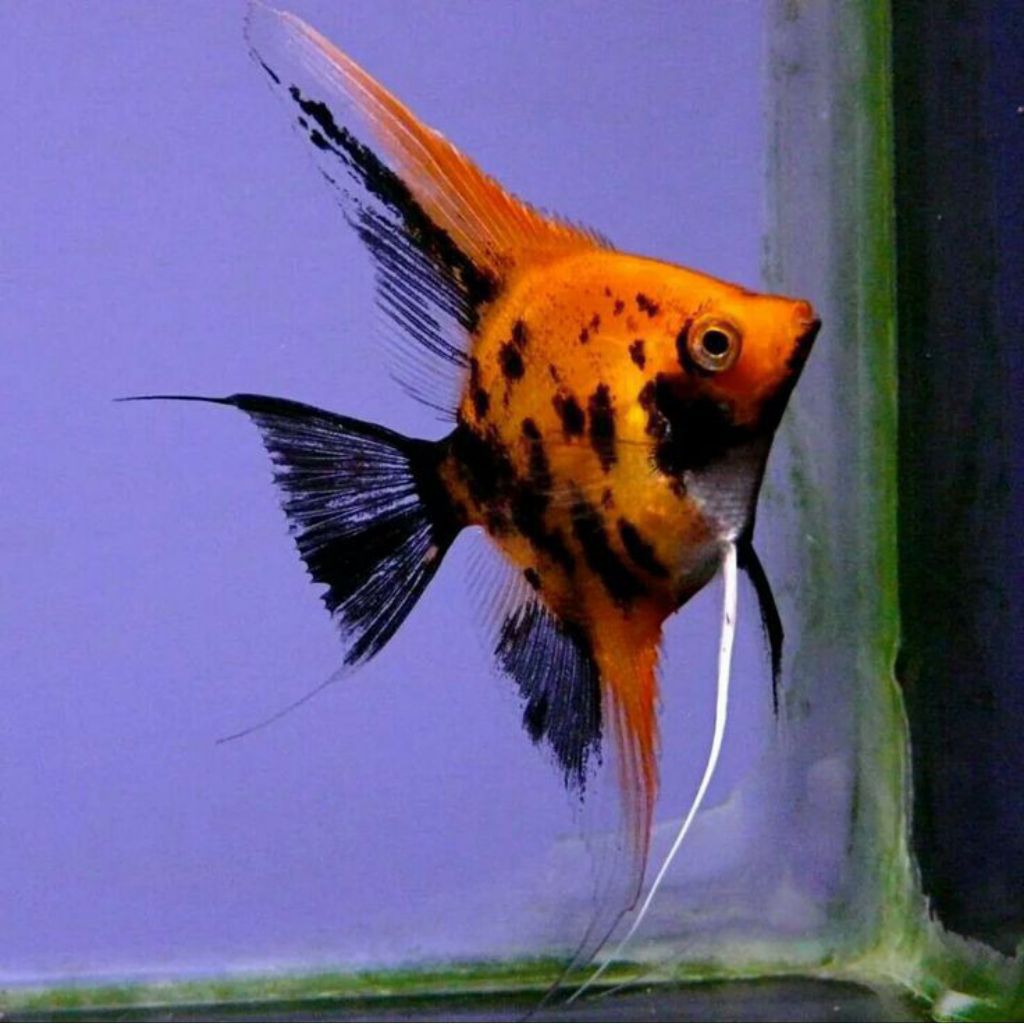ikan Manfish red devil size 3-4 cm