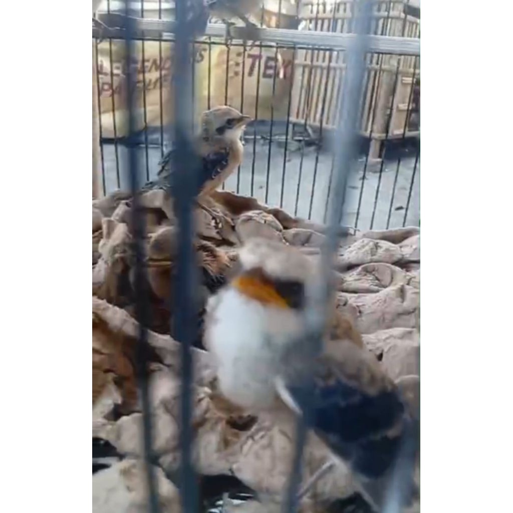 burung pentet Jatim lolohan