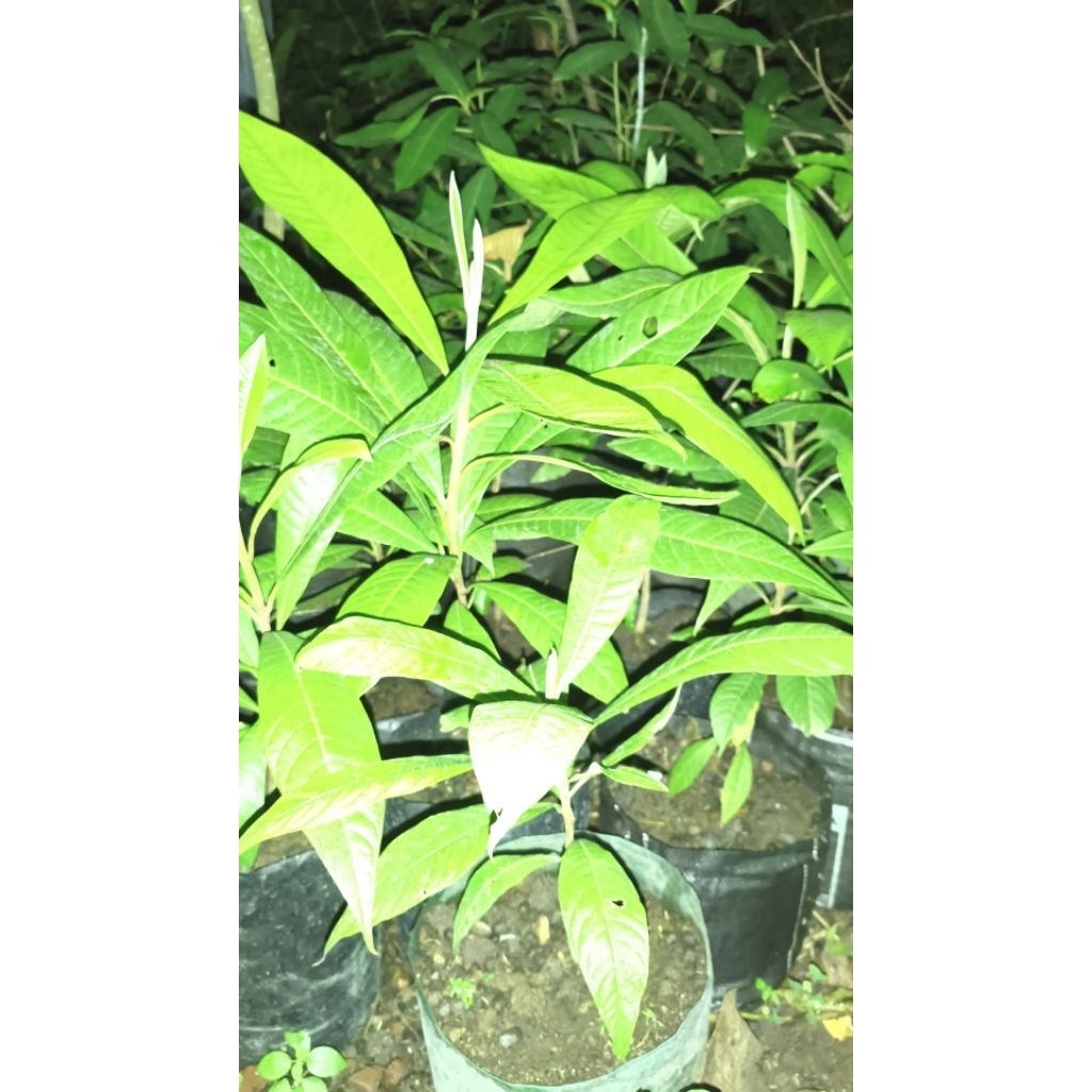 mamey sapote dari biji