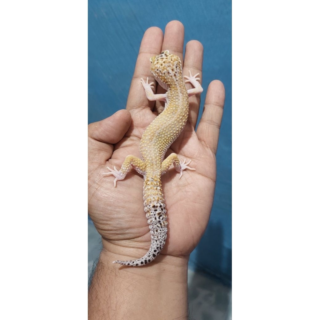Mainan Leopard Gecko Mack Snow Eclipse