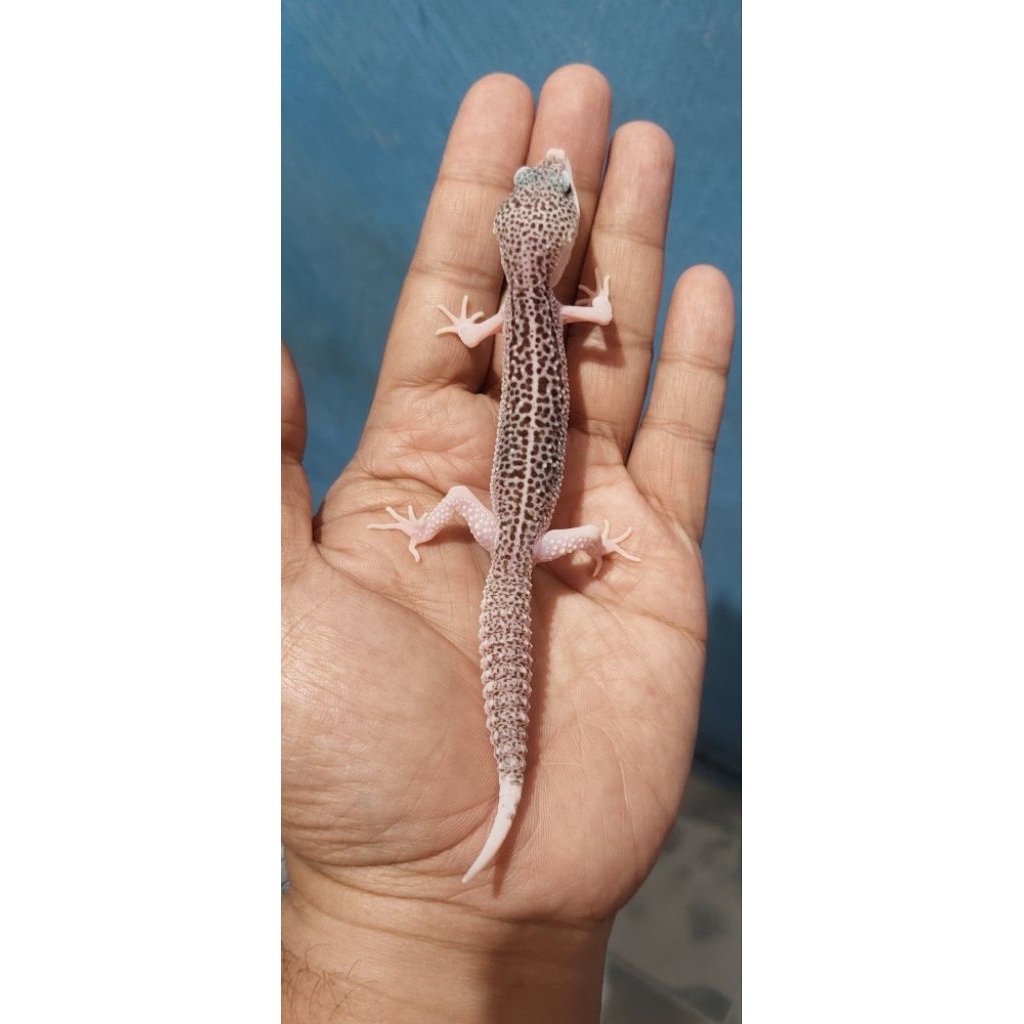 Mainan Leopard Gecko Super Snow Eclipse (Pied)