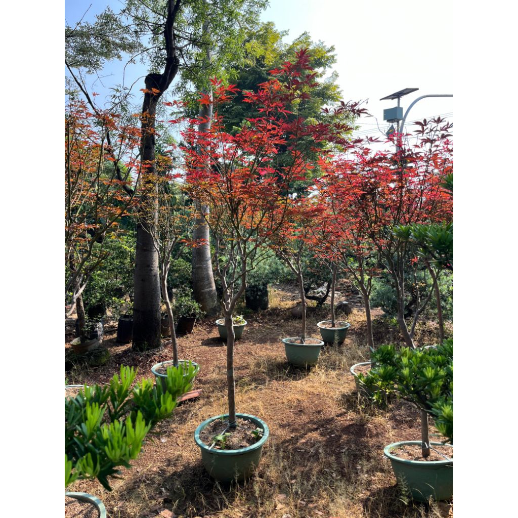 Pohon Red Maple Jepang Tinggi 200 Cm | Pusatnya Tanaman Red Maple Jepang Original