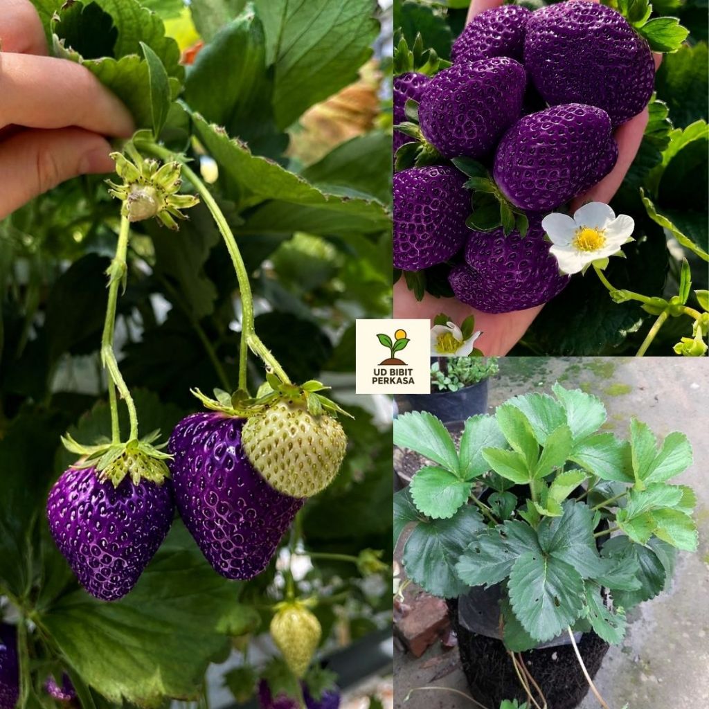 Bibit Strawberry Ungu Premium - Cocok Ditanam di Pot dan Kebun