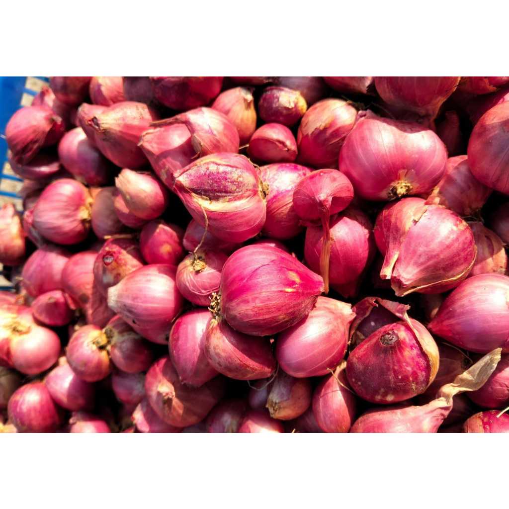 Bawang merah probolinggo super