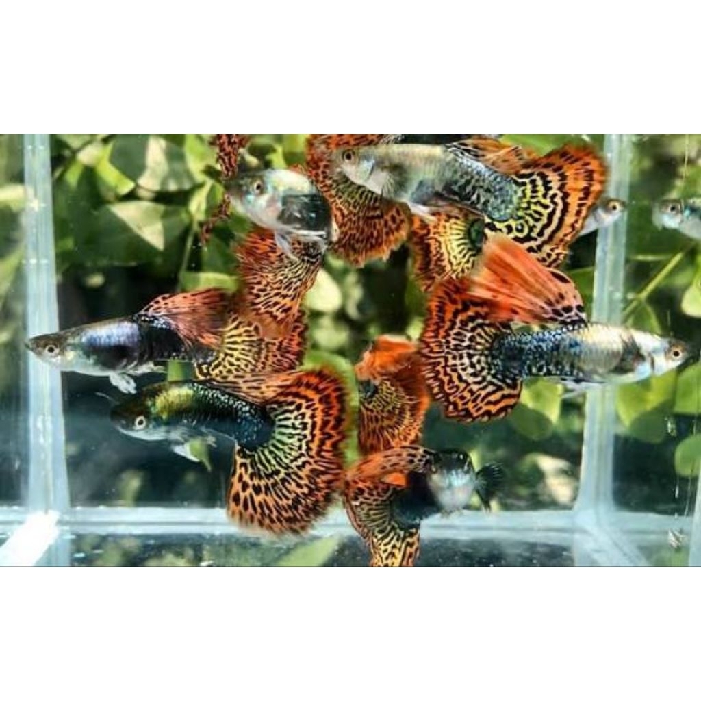 Guppy dragon