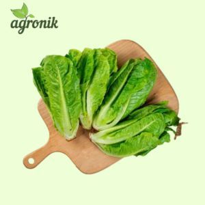 Agronik Farm Selada Romaine organik 250Gram