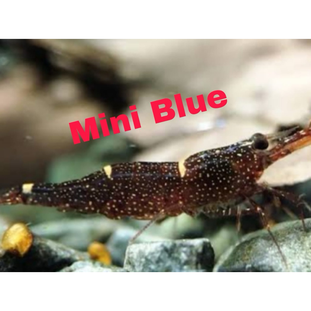 PAKET 25 EKOR UDANG SULAWESI MINI BLUE