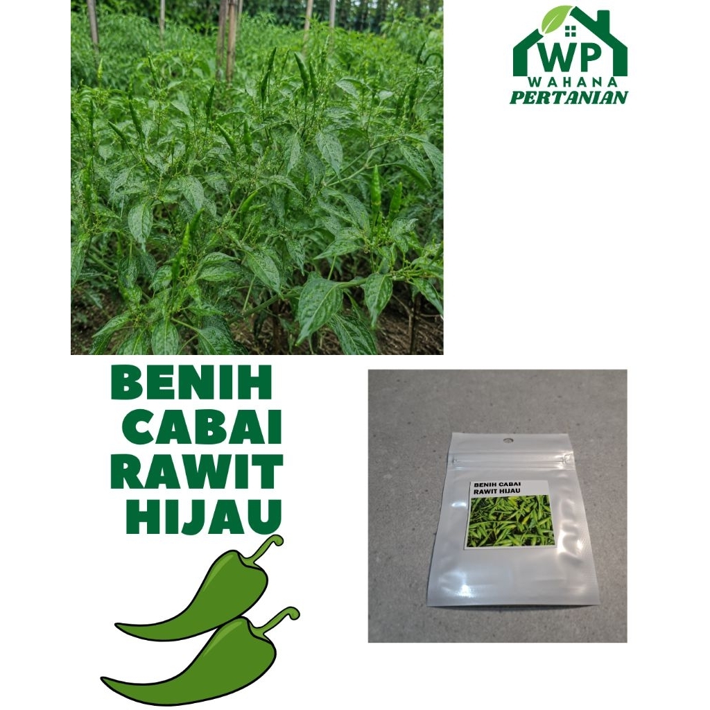Benih Cabai Rawit Hijau Unggul untuk Budidaya Rumahan dan Petani