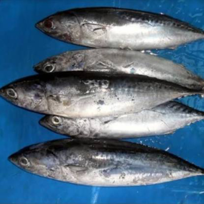 Ikan Deho / Tongkol lisong beko 1 kg
