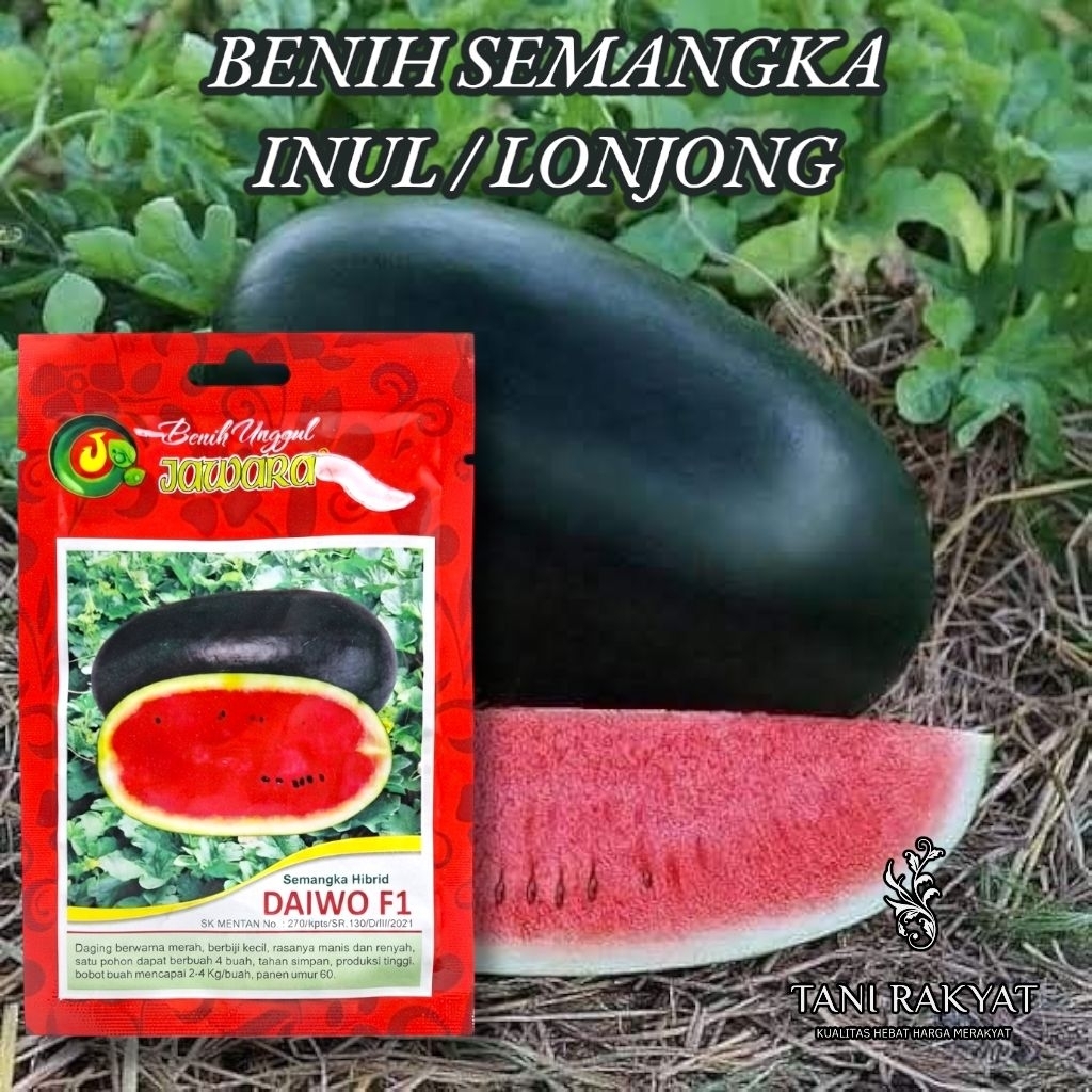 Benih Bibit Semangka Inul Lonjong DAIWO