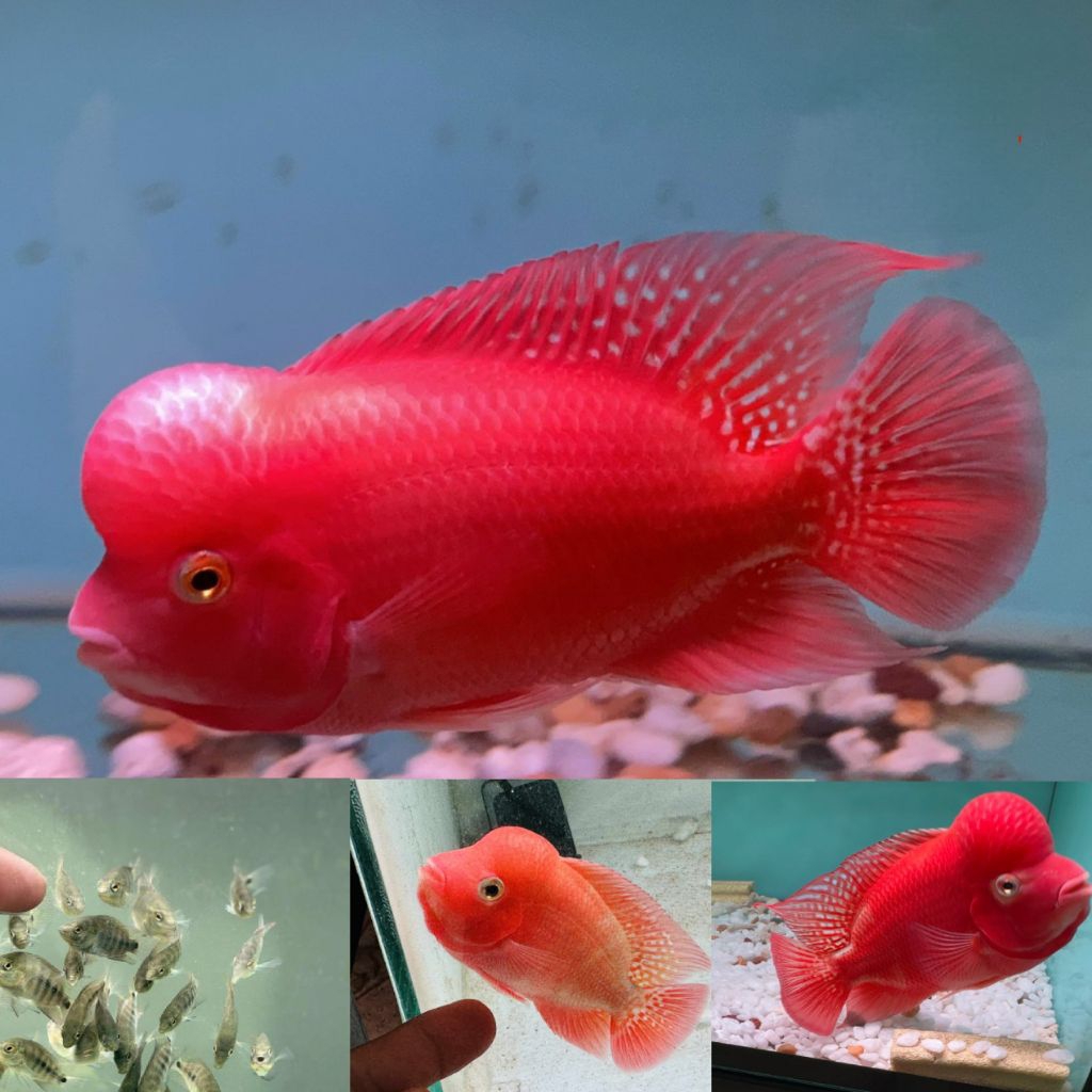 pakan khusus louhan red monkey ori thailand