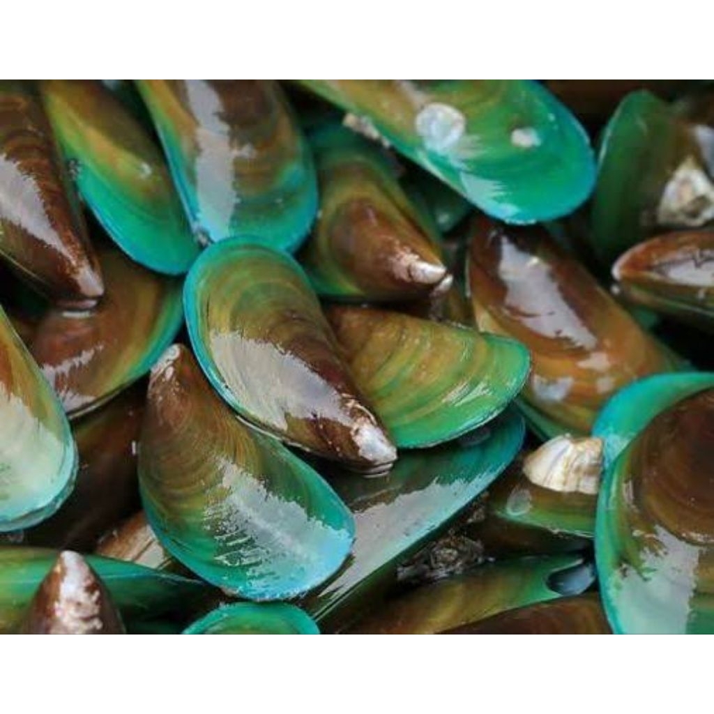 Kerang Ijo