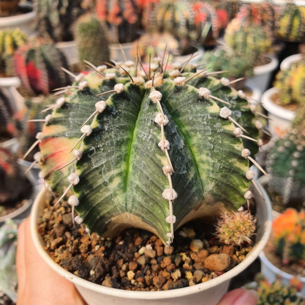 Kaktus Gymnocalycium LB 2178 Hybrid Variegata Single Spine Selected Pattern BIG Size