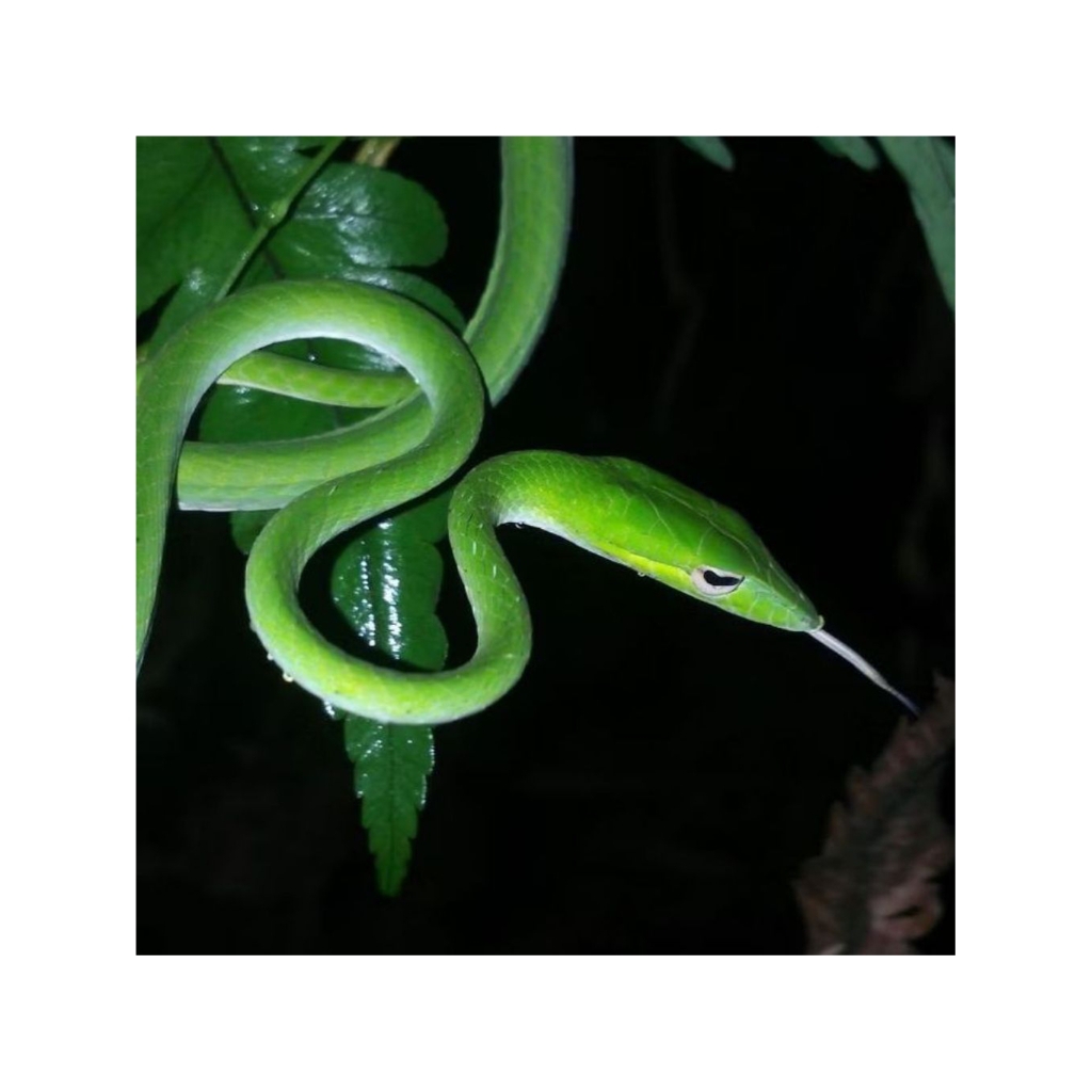 Ular Pucuk Hijau Ahaetulla Prasina Hidup Jinak Aman Tidak Berbisa - Reptil Hias Terrarium & Edukasi