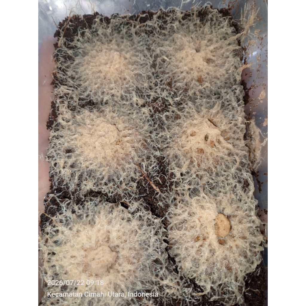 Grindal worm ukuran 750ml (Free tutor sampe bisa)