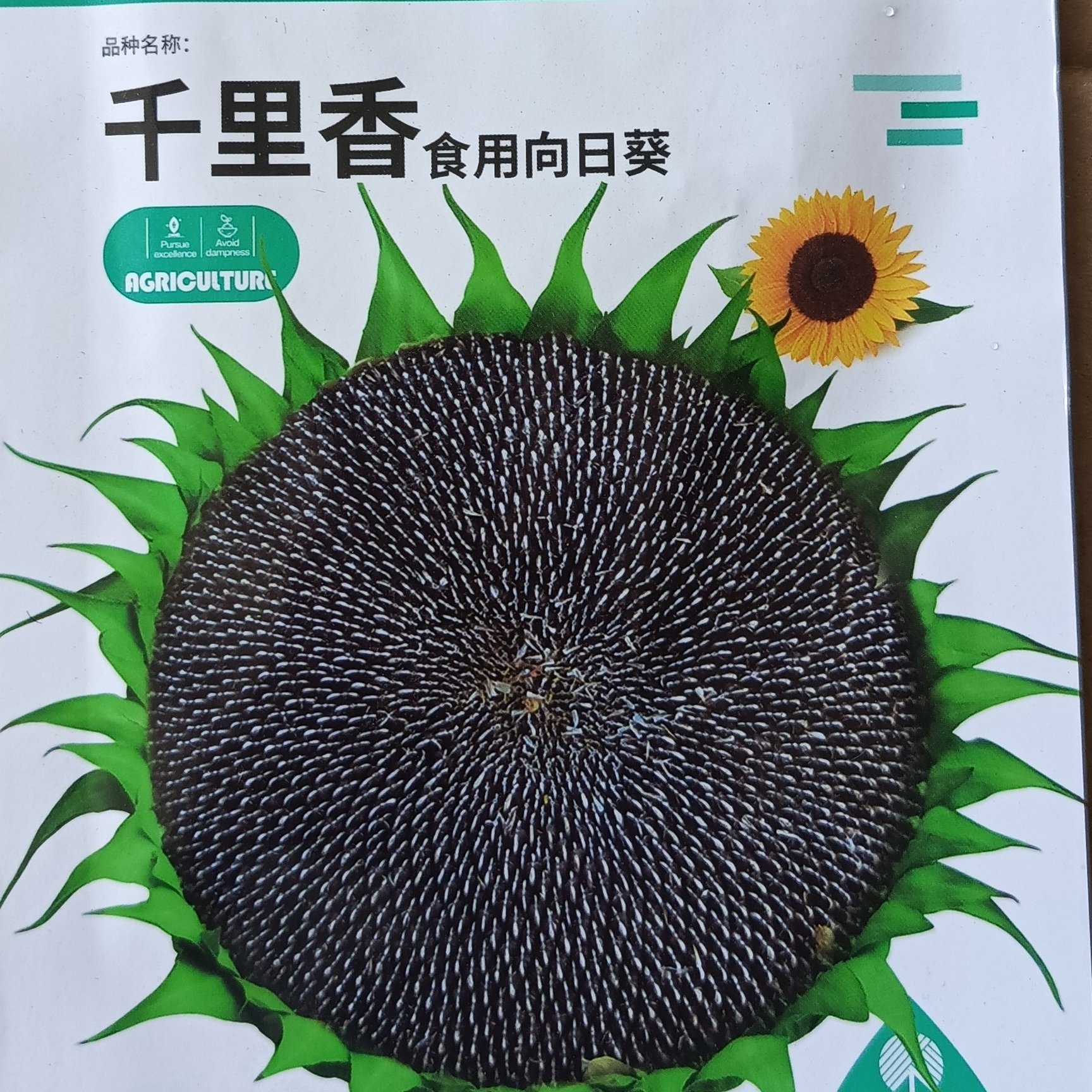 Benih Biji Bunga Matahari Kuaci Kuwaci Giant Sunflower Rose 50 Biji F1 Import