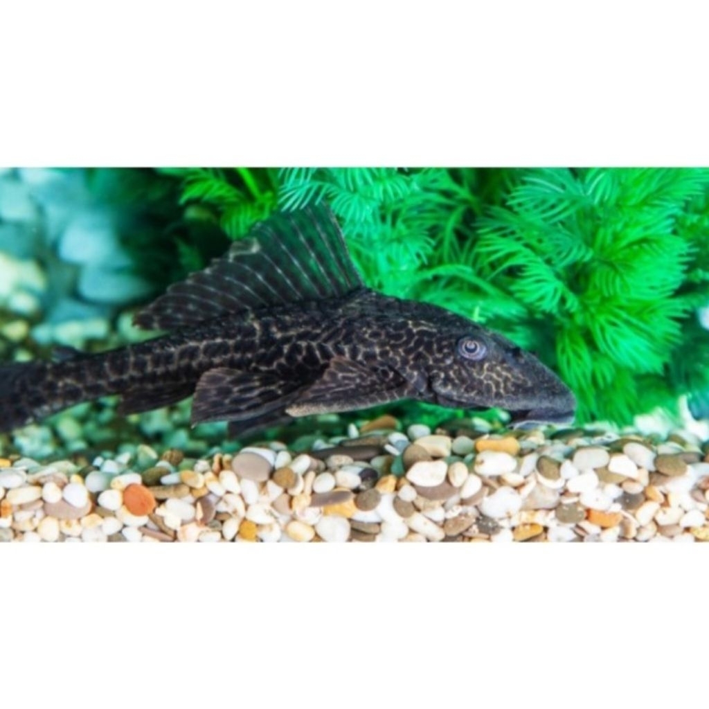 [BACA DESKRIPSI] Ikan Sapu-Sapu Hitam Ikan Sapu Sapu Pembersih Lumut Alga Aquarium - Hiasan Ikan Aqu