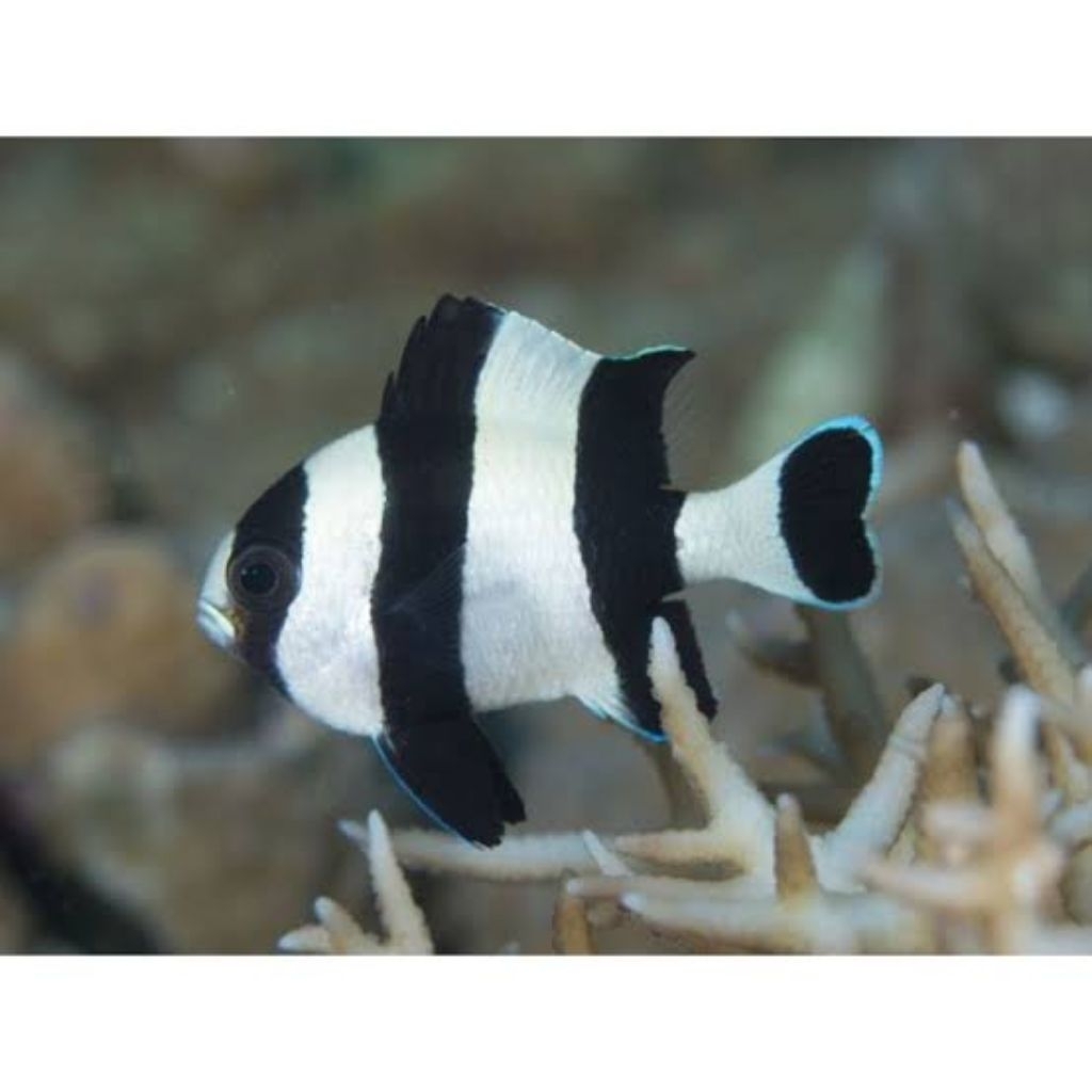 Ikan Hias Laut Zebra