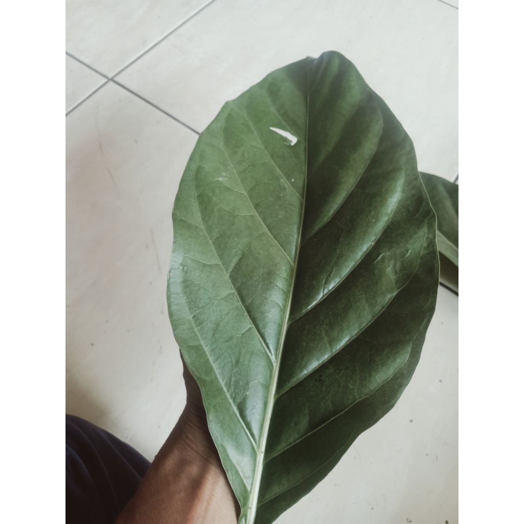 daun mengkudu Herbalis