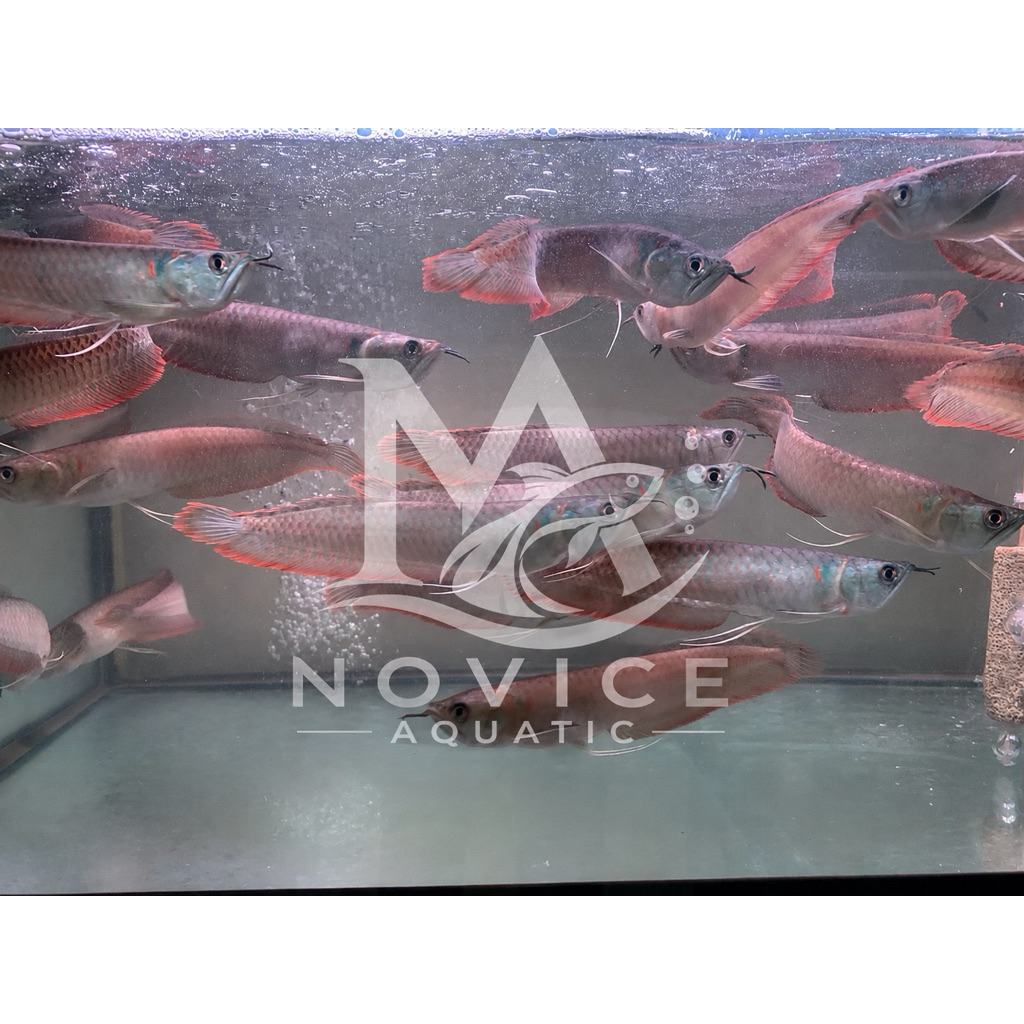 Arwana Silver Red