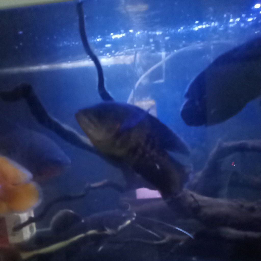 oscar tiger slayer jumbo 20cm up